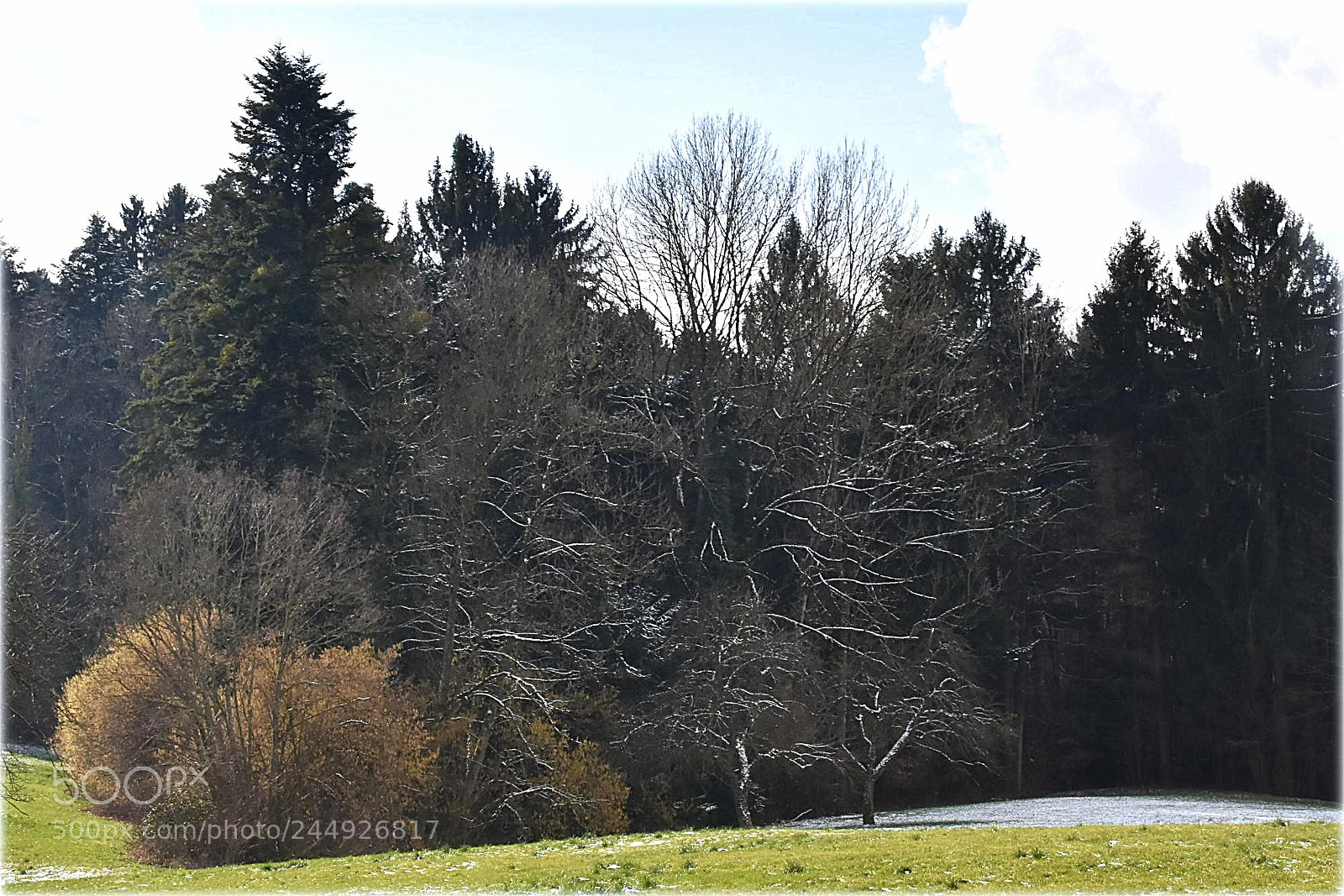 Nikon D7200 sample photo. "forrest" photography