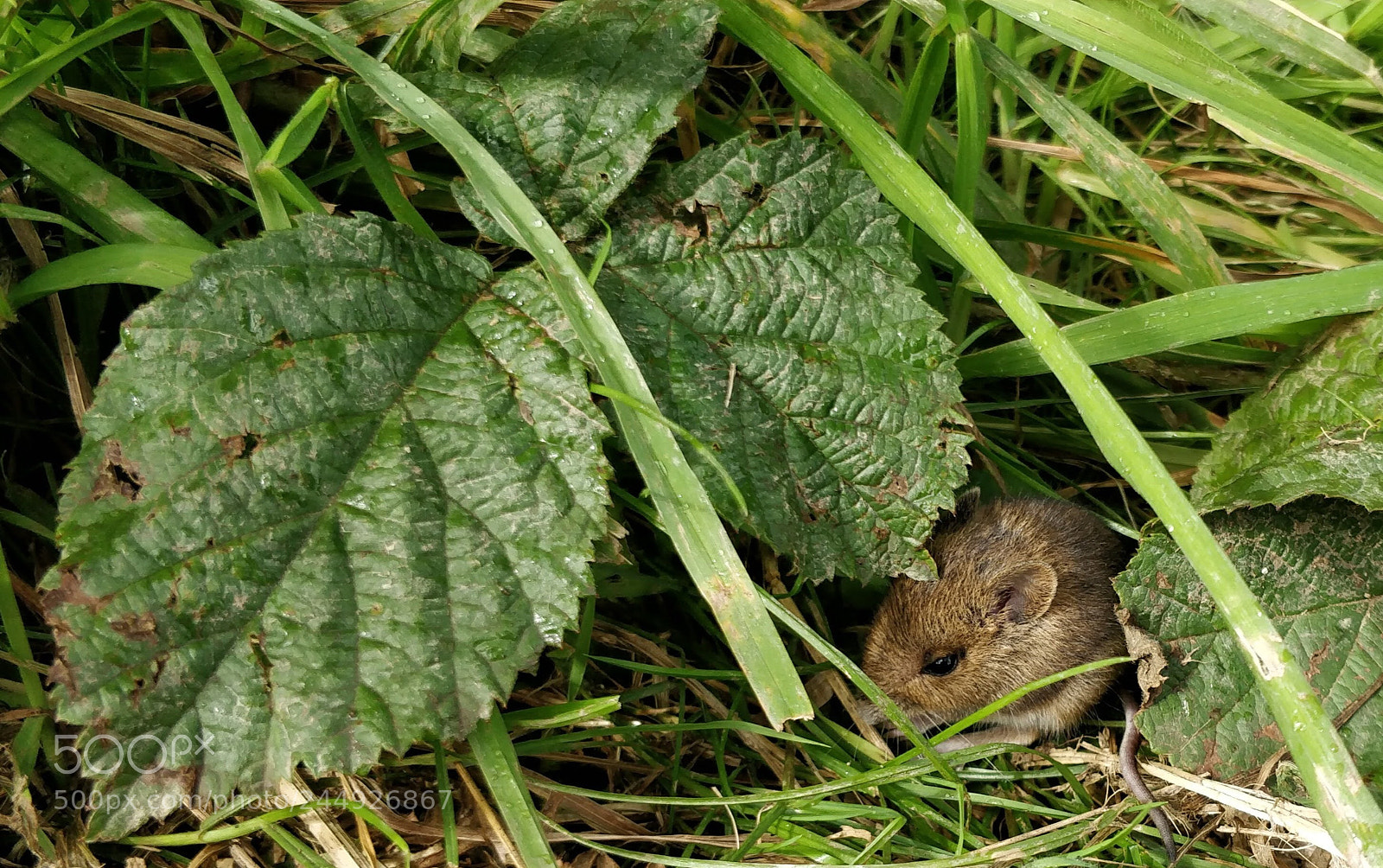 OnePlus 5 sample photo. A water vole scurries photography