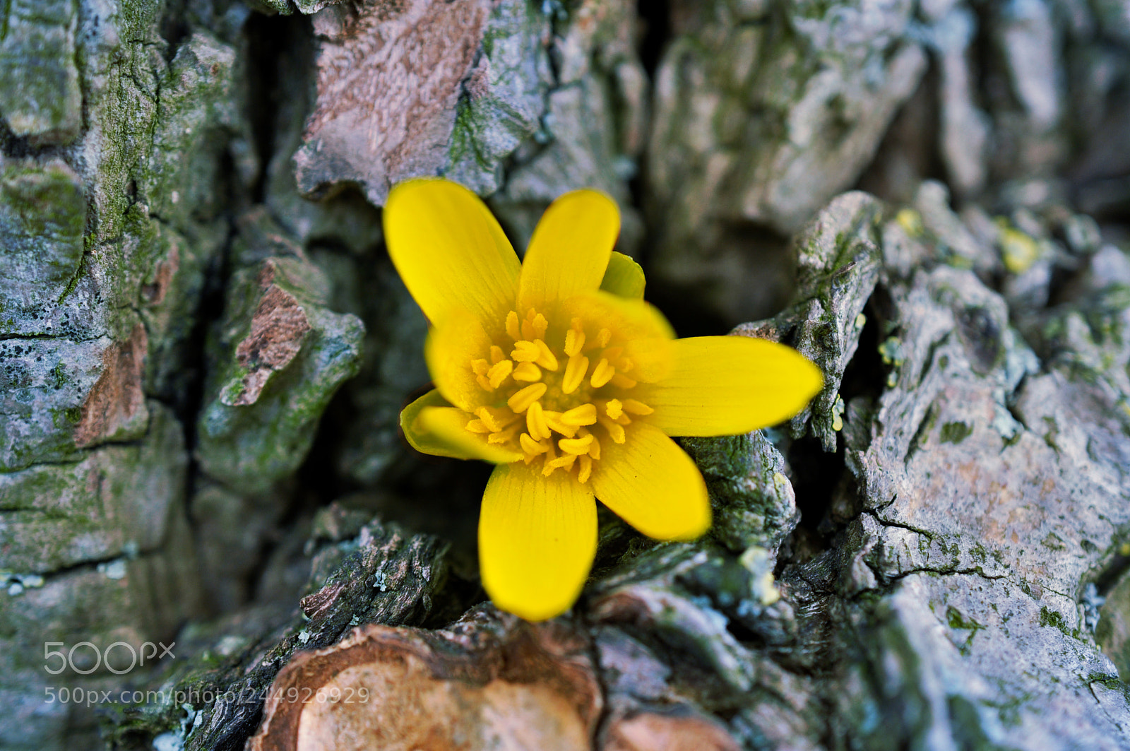 Nikon D5000 sample photo. Flower photography