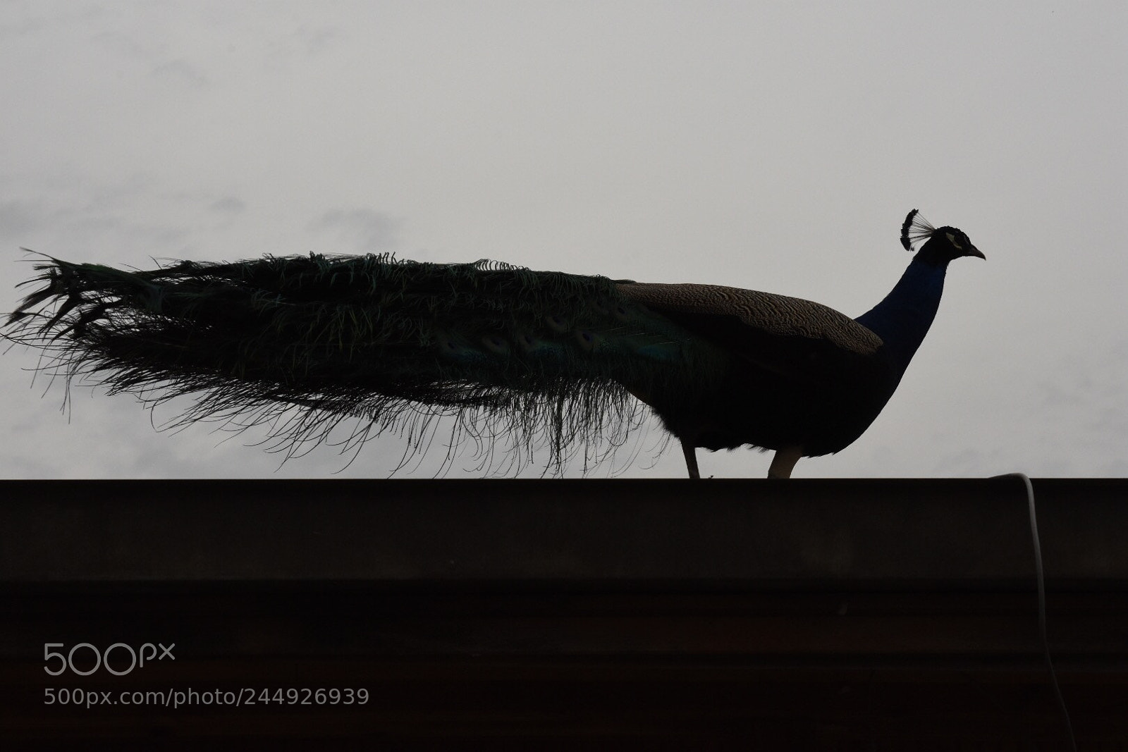 Nikon D7200 sample photo. Untitled photography