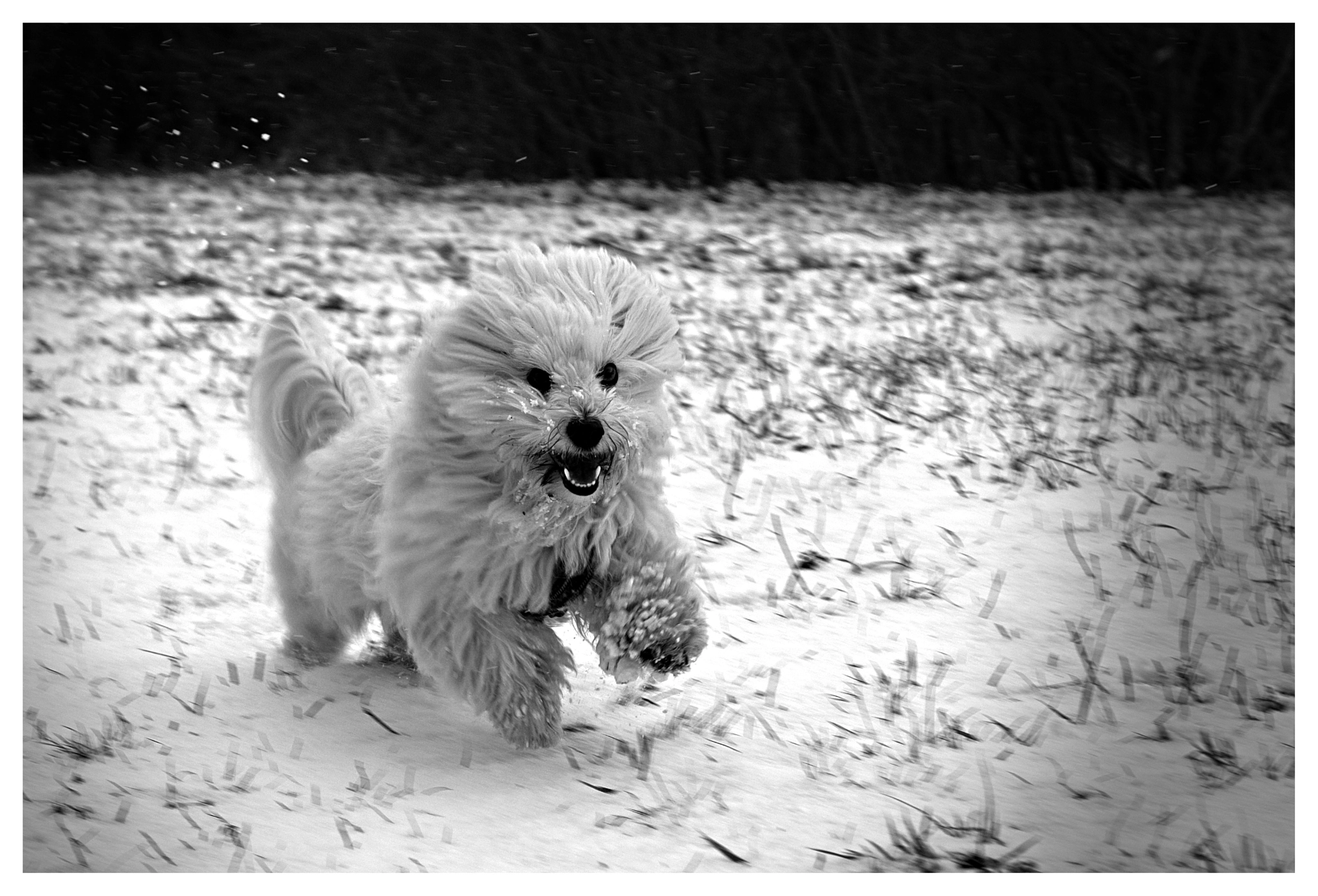 Sony a6000 + Sony E 35mm F1.8 OSS sample photo. Hund im schnee photography