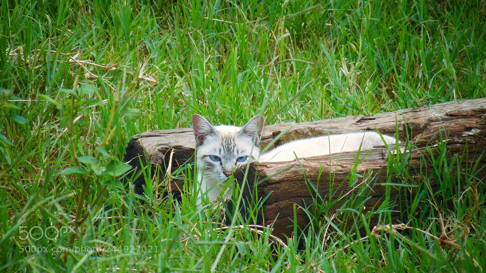 Sony Cyber-shot DSC-H300 sample photo. Relaxing cat photography