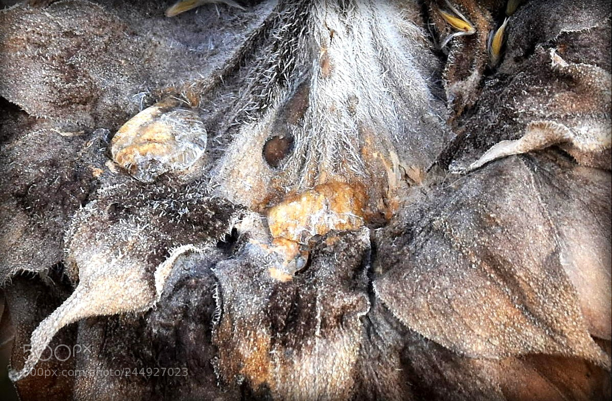 Nikon D7200 sample photo. "sunflower;detail"" photography