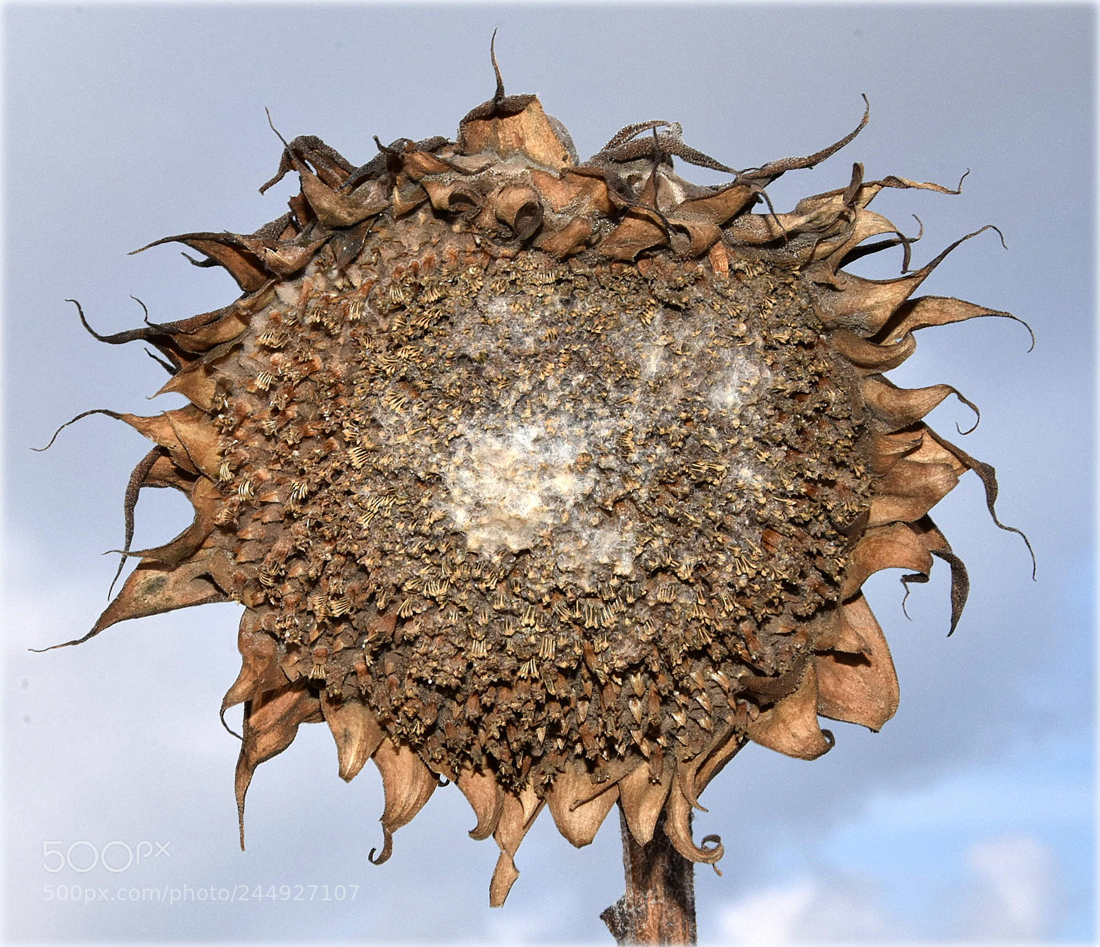 Nikon D7200 sample photo. "empty sun" photography