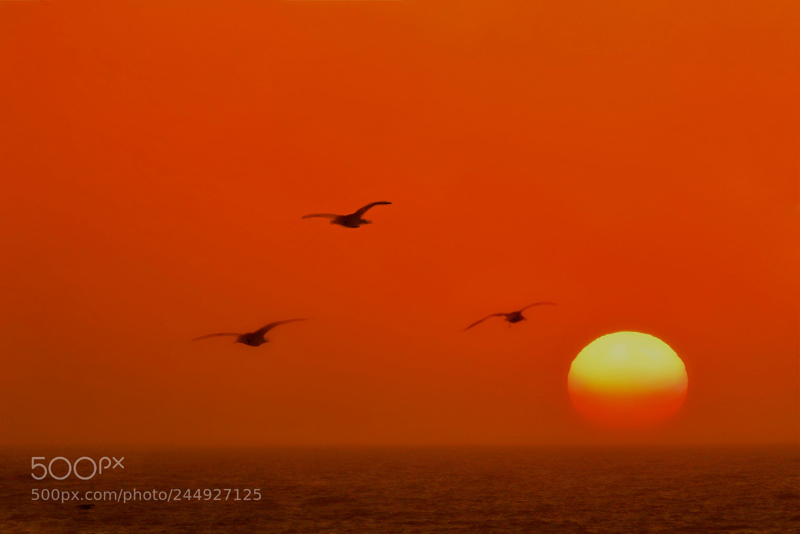 Nikon D800 sample photo. Sunset at the north photography