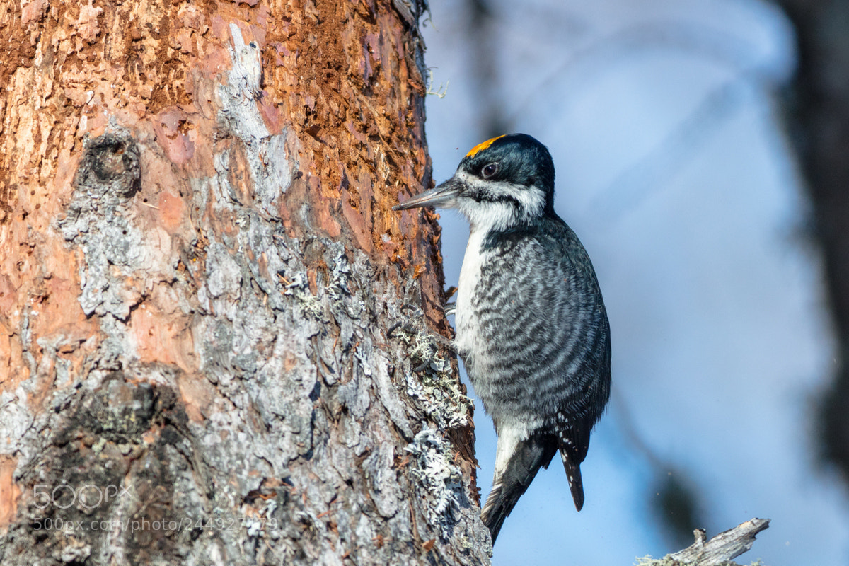 Canon EOS 5DS R sample photo. Black-backed woodpecker photography
