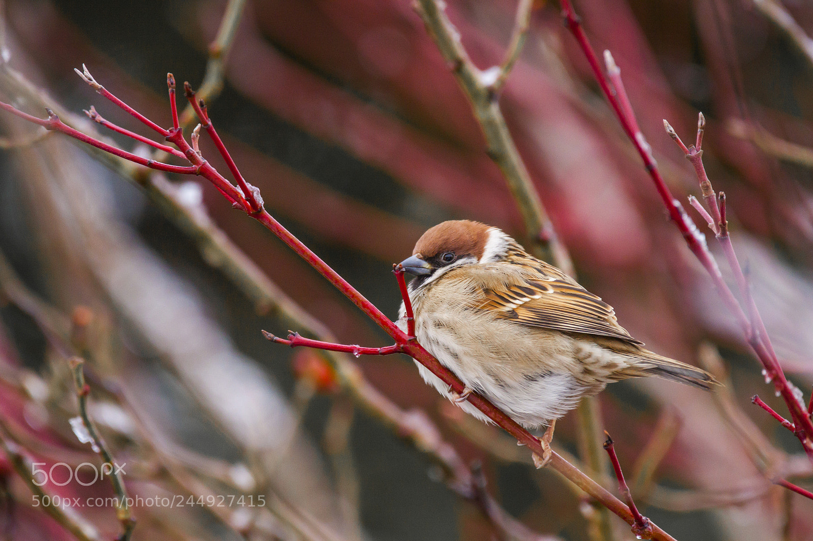 Canon EOS 50D sample photo. Tree sparrow photography