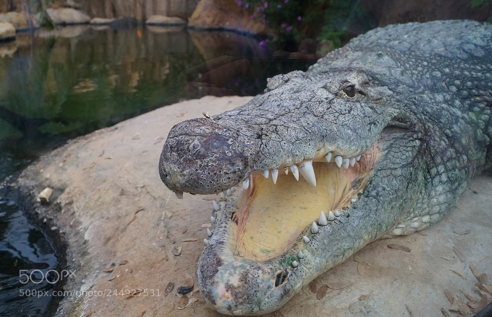 Sony a99 II sample photo. Crocodile in blijdorp zoo photography