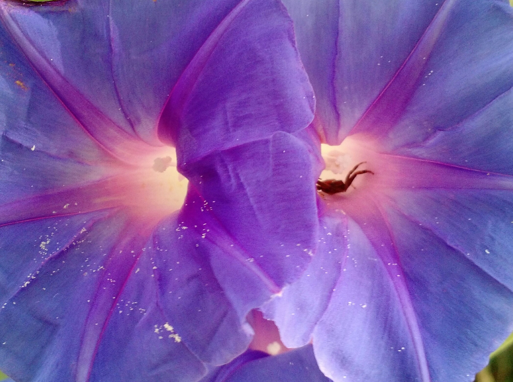 Motorola Moto X (2nd Gen) sample photo. Imagination flowers photography
