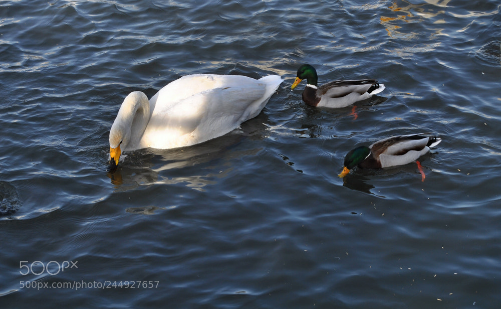 Nikon D3000 sample photo. *** photography