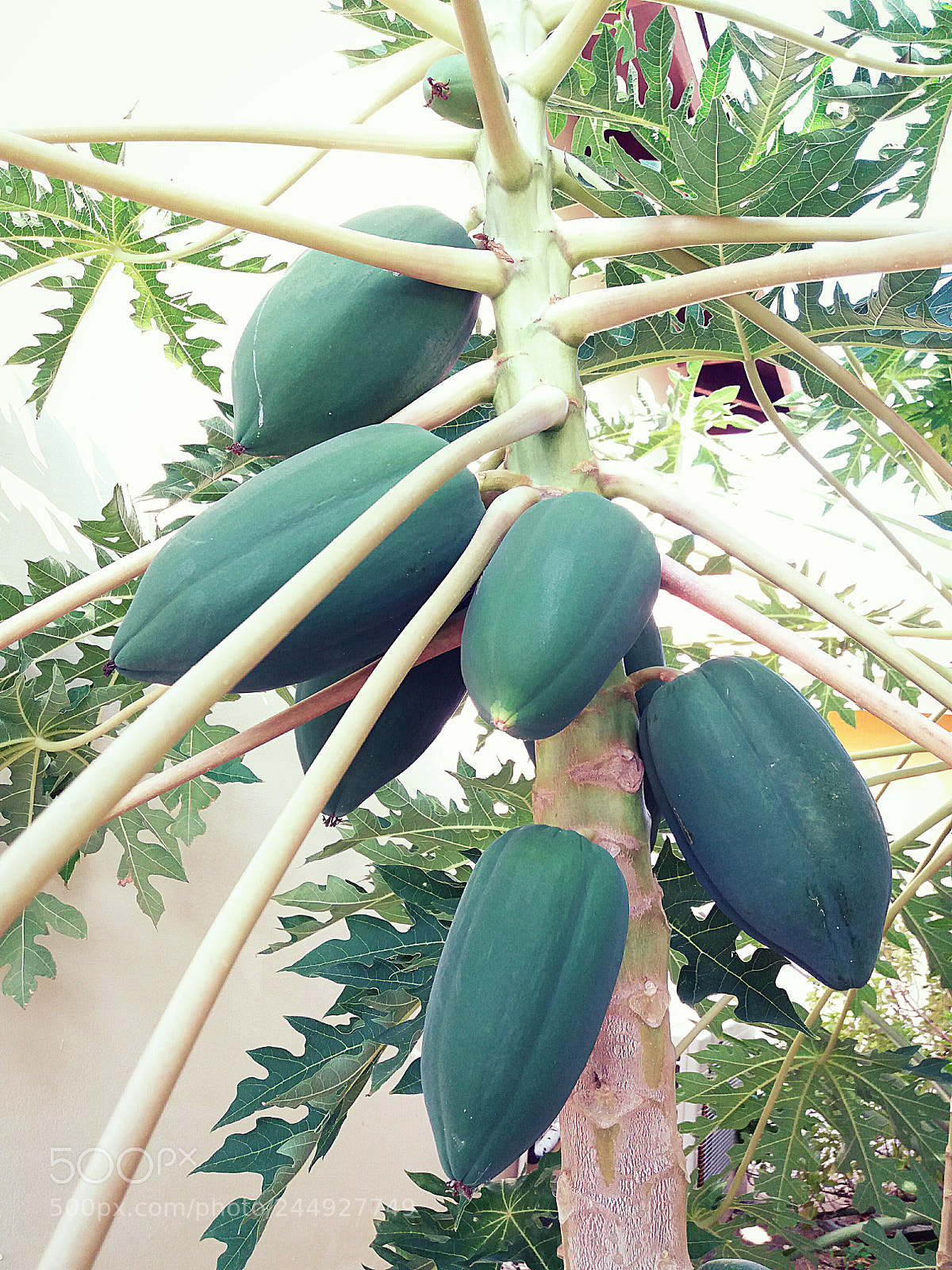 Samsung Galaxy J5(2016) sample photo. Green papayas photography