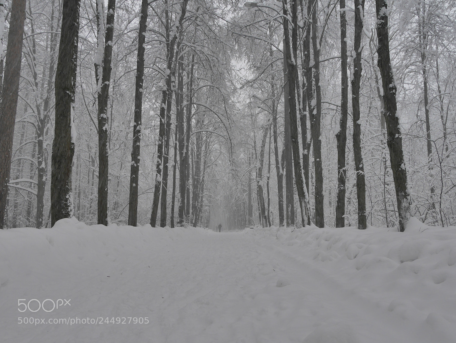 Panasonic Lumix DMC-GM1 sample photo. Blizzard photography