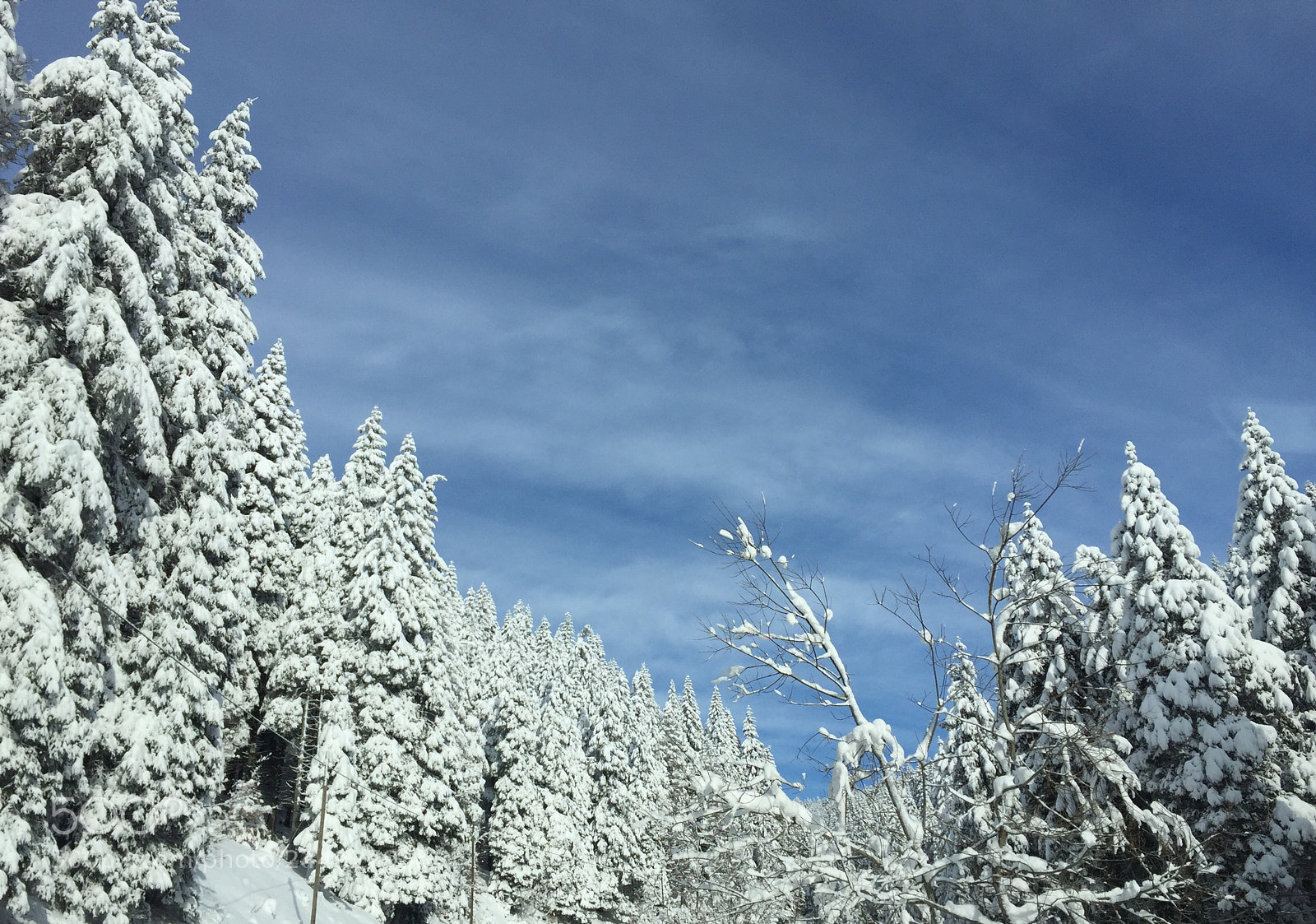Apple iPhone 6 sample photo. Snowwhite photography