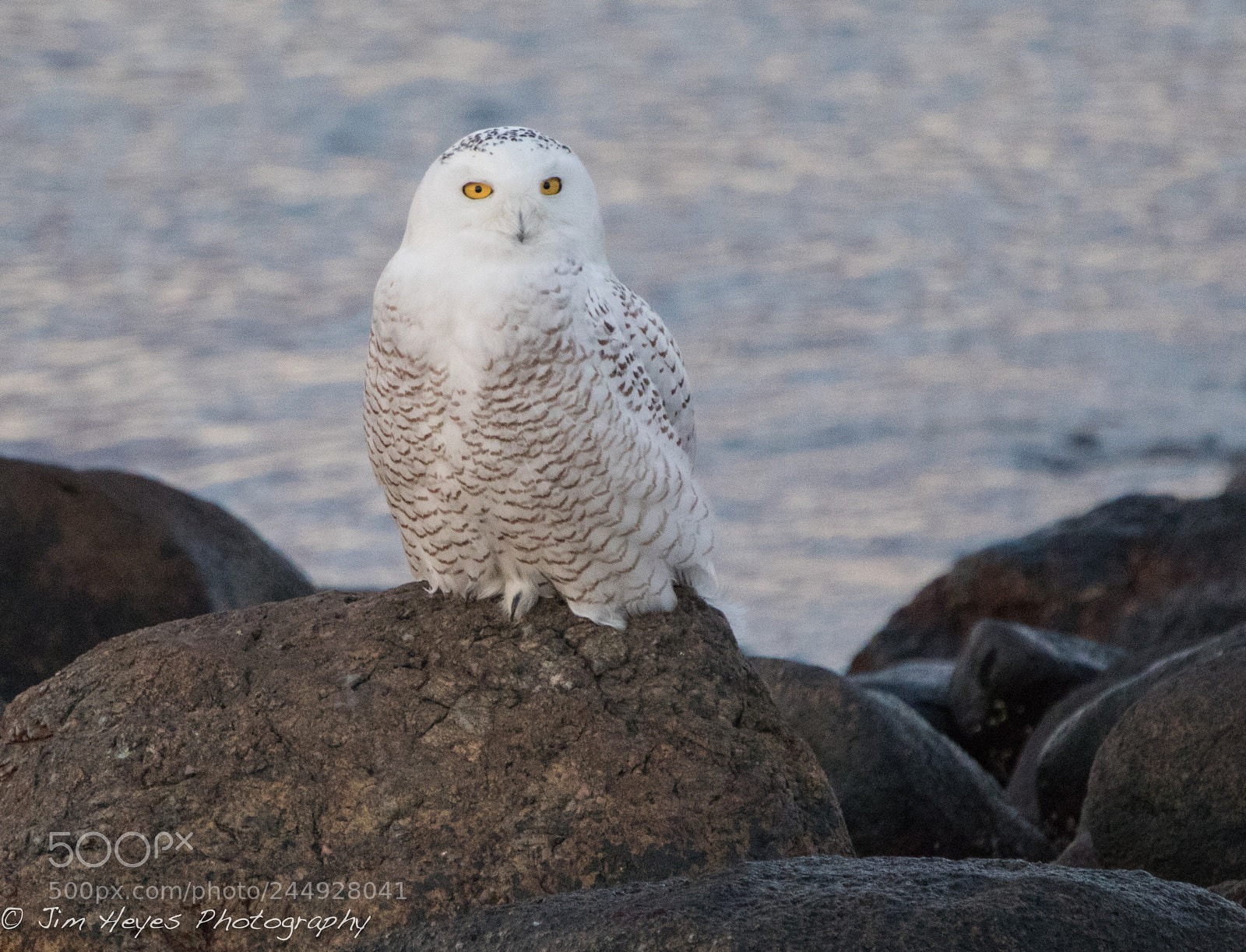 Canon EOS 7D Mark II sample photo. Snowy owl coastline sunset photography