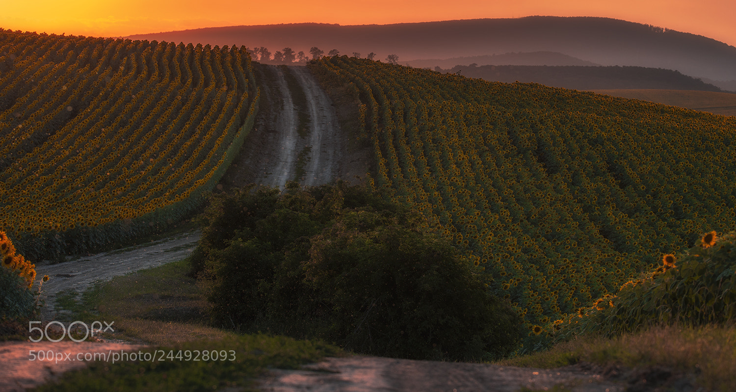 Nikon D610 sample photo. Road to the hill photography