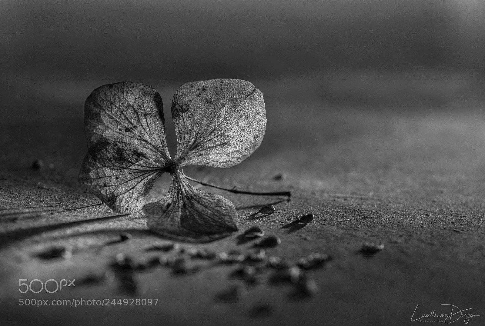 Nikon D610 sample photo. Hydrangea photography