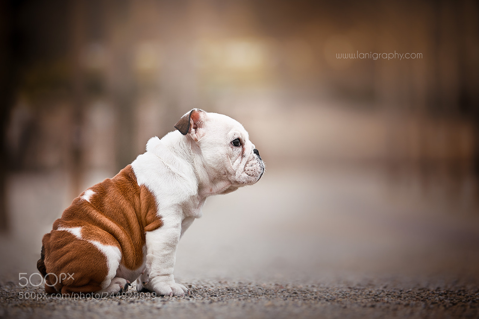 Sony a7R III sample photo. Three months old wilma photography