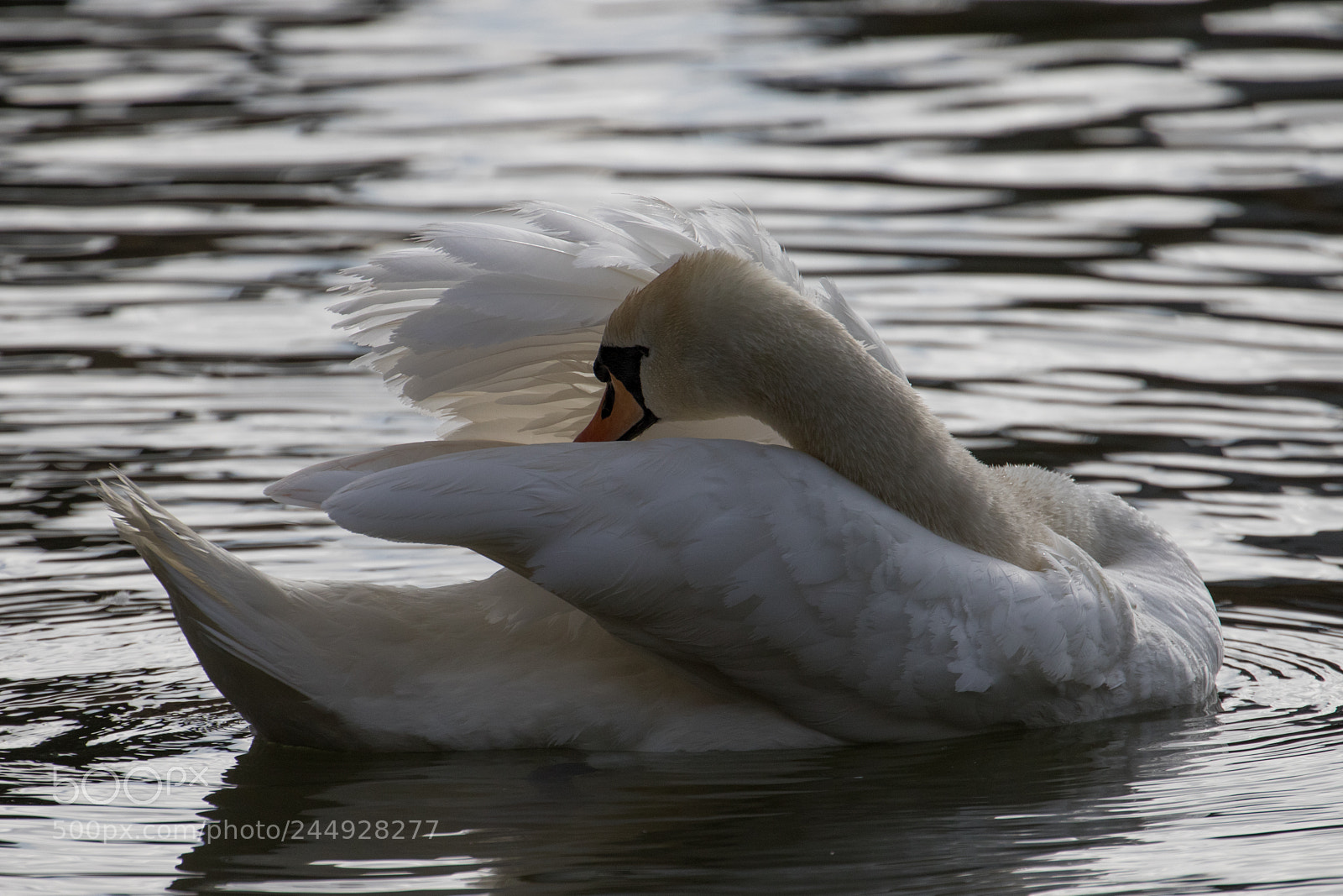 Canon EOS 7D Mark II sample photo. Swan photography