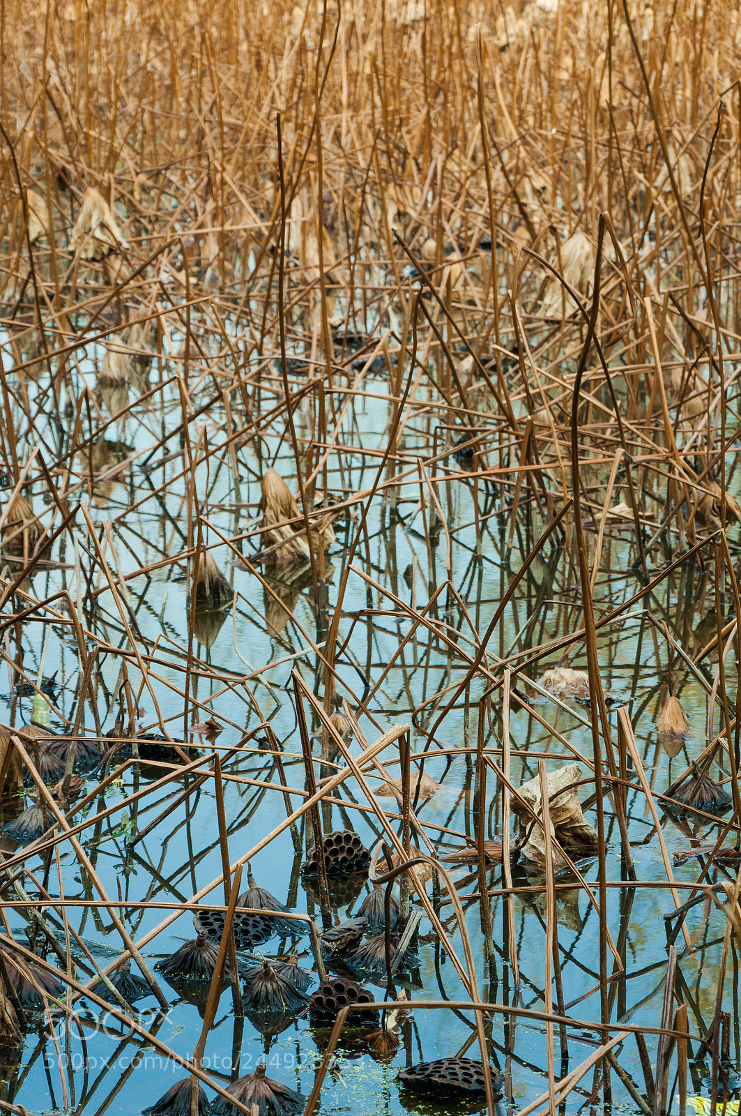 Nikon D90 sample photo. Dry lotus in pond photography