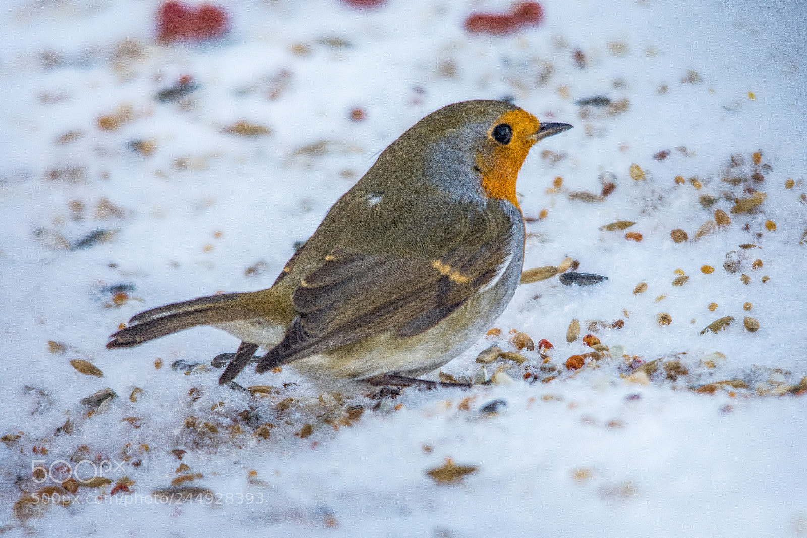 Nikon D7200 sample photo. Robin enjoing winter in photography
