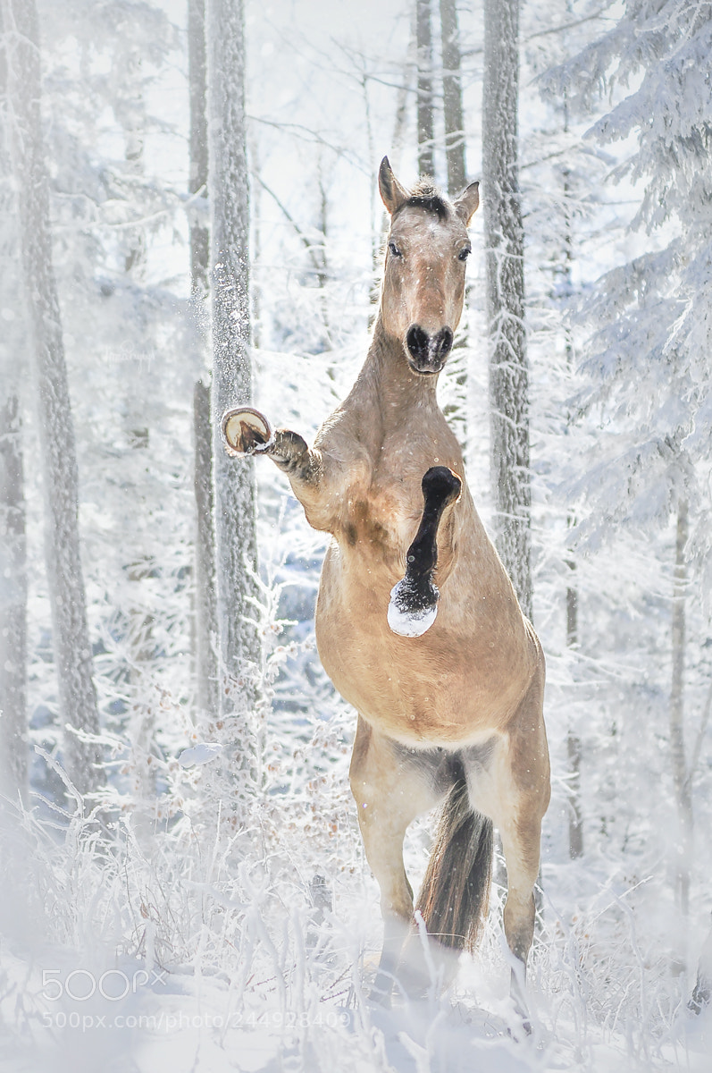 Nikon D90 sample photo. Winter wonderland photography