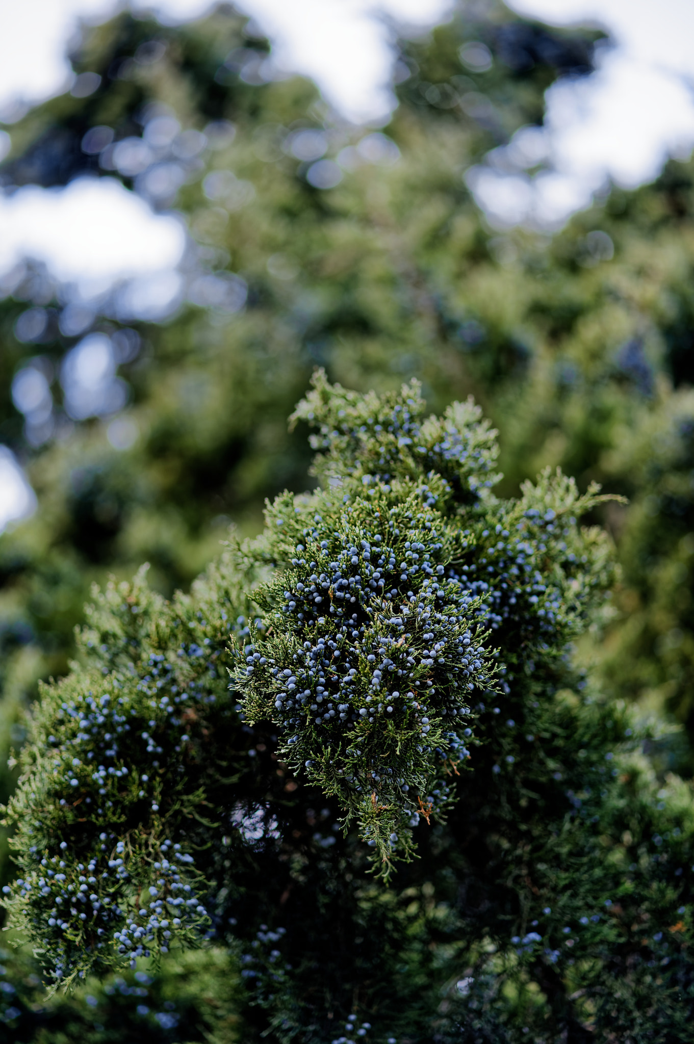 Sony a7 II + ZEISS Batis 85mm F1.8 sample photo. Blue berries photography