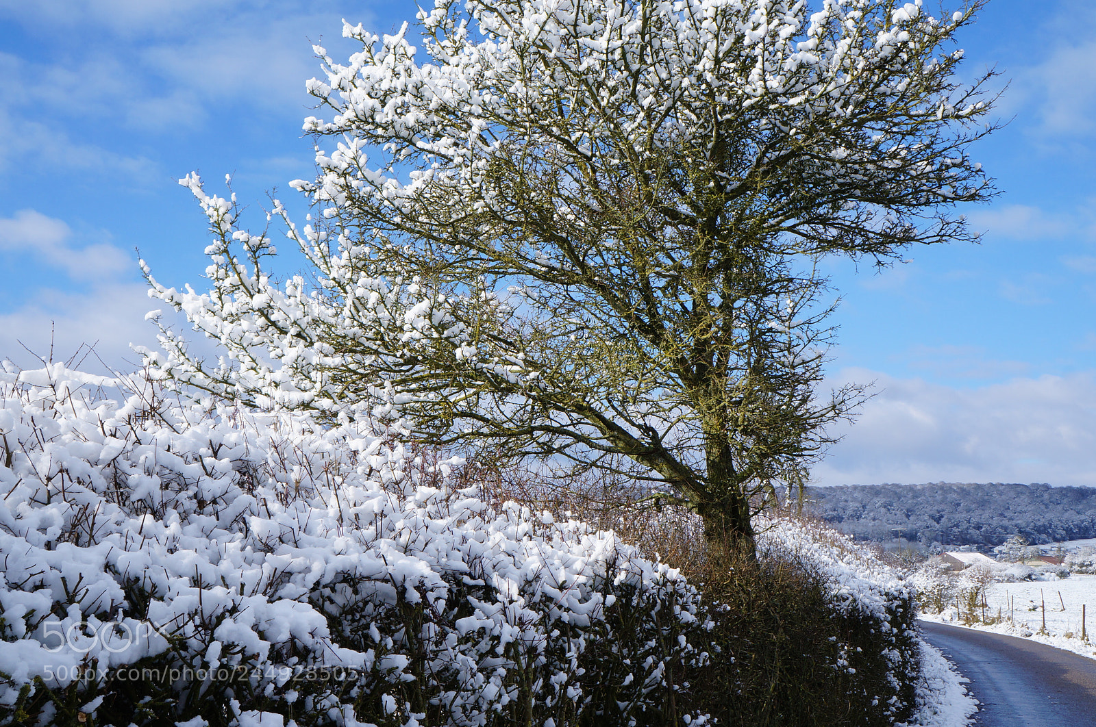 Sony Alpha NEX-F3 sample photo. After the snowfall photography
