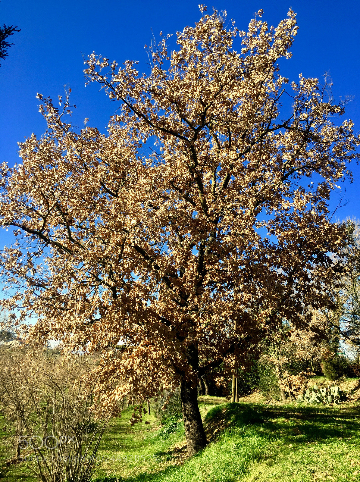 Apple iPhone 6 sample photo. Untitled photography