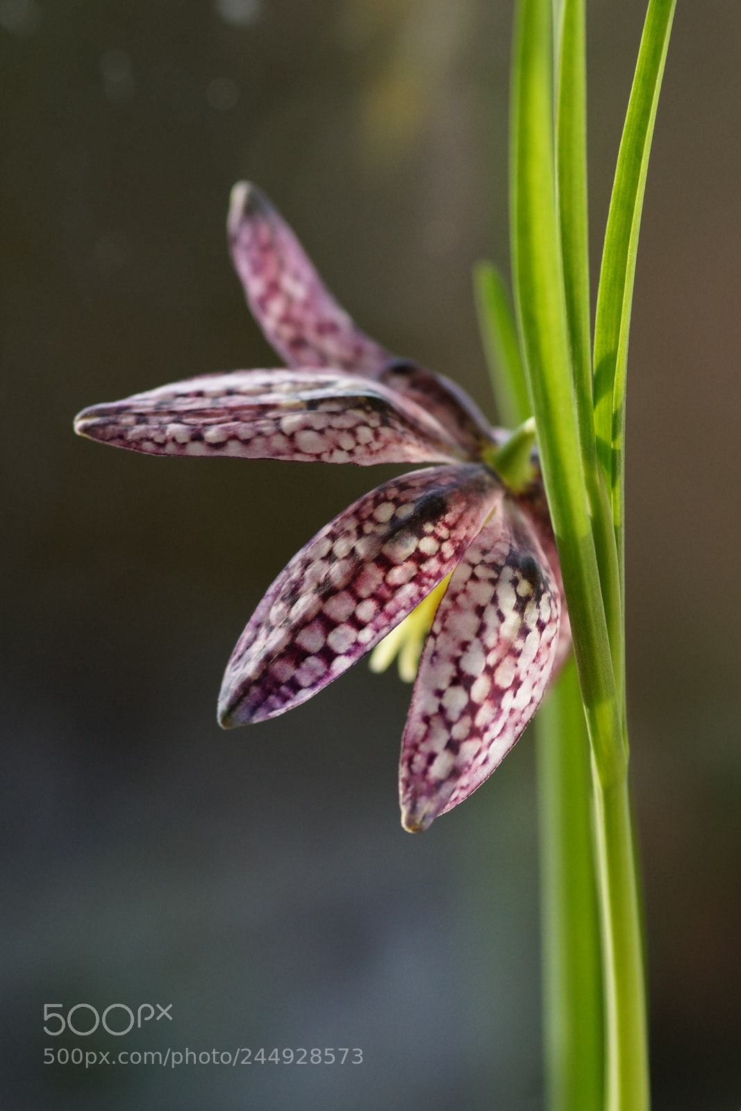 Sony SLT-A58 sample photo. Schachbrettblume photography
