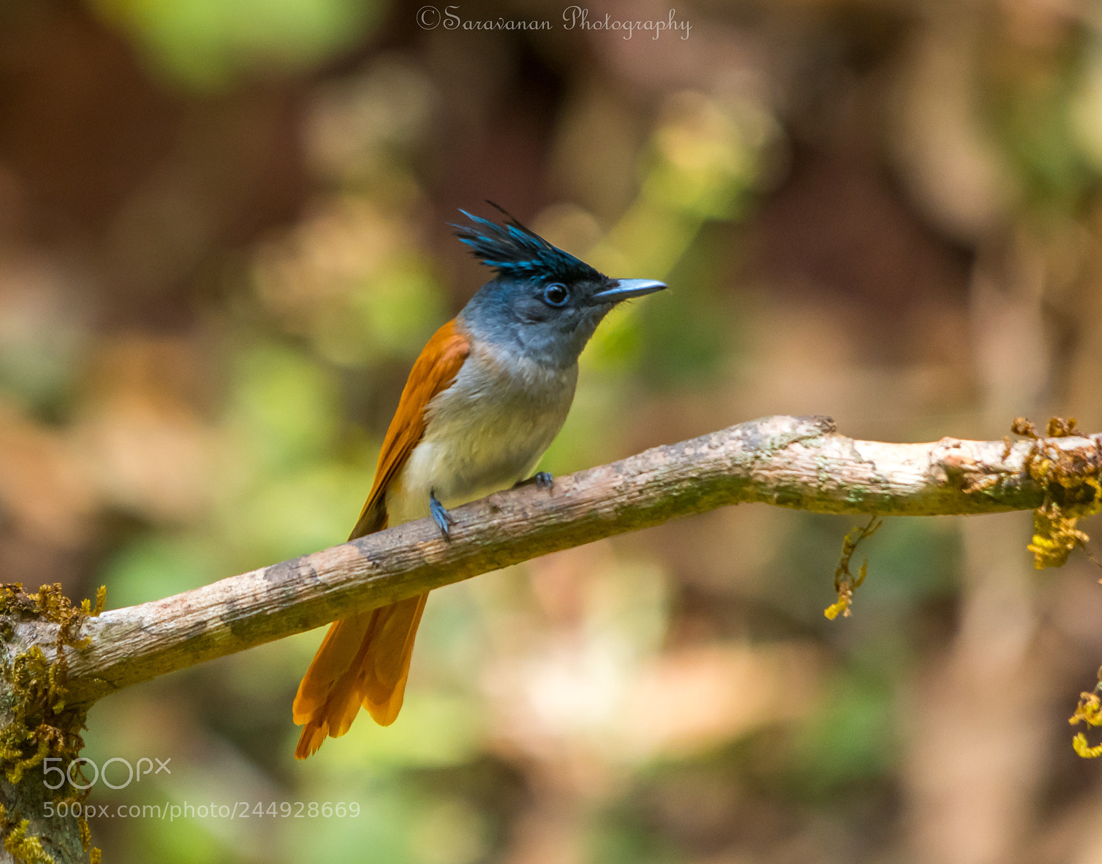 Nikon D500 sample photo. Paradise flycatcher photography