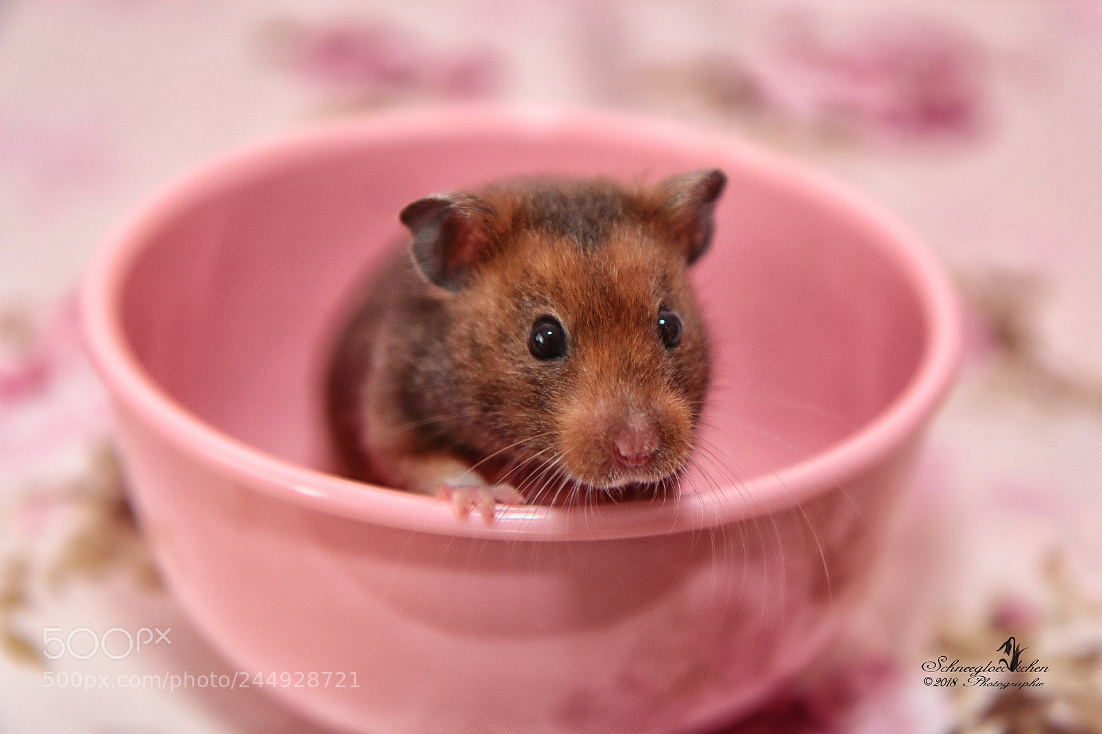Canon EOS 60D sample photo. Willi photography