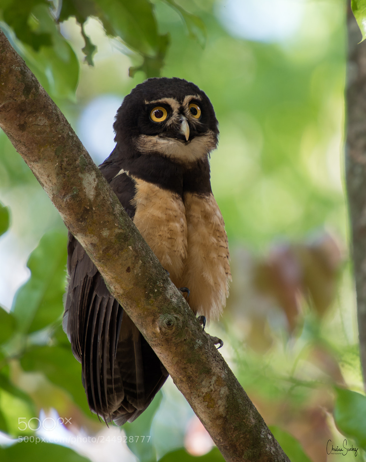 Nikon D4 sample photo. Spectacled owl photography