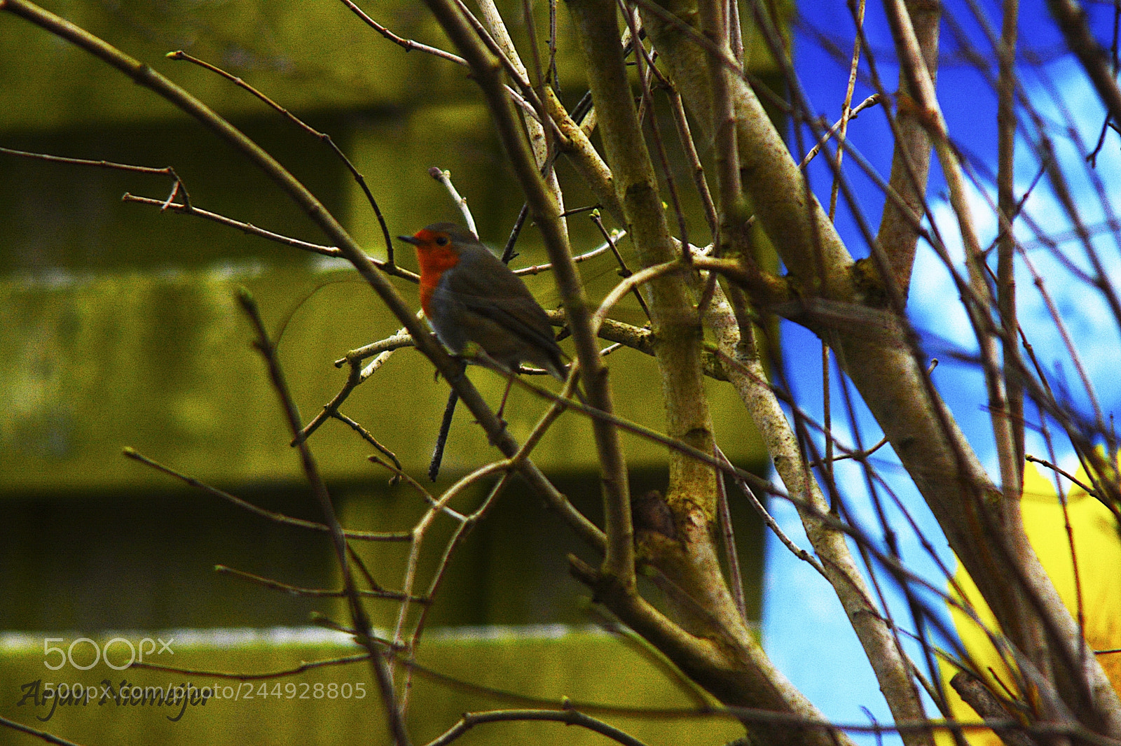 Nikon D7100 sample photo. Roodborst photography