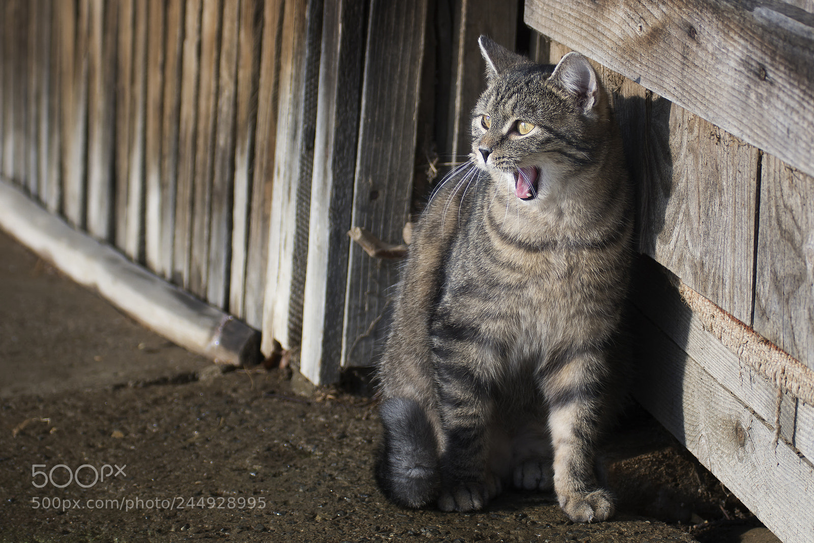 Nikon D7100 sample photo. Laila is yawning photography