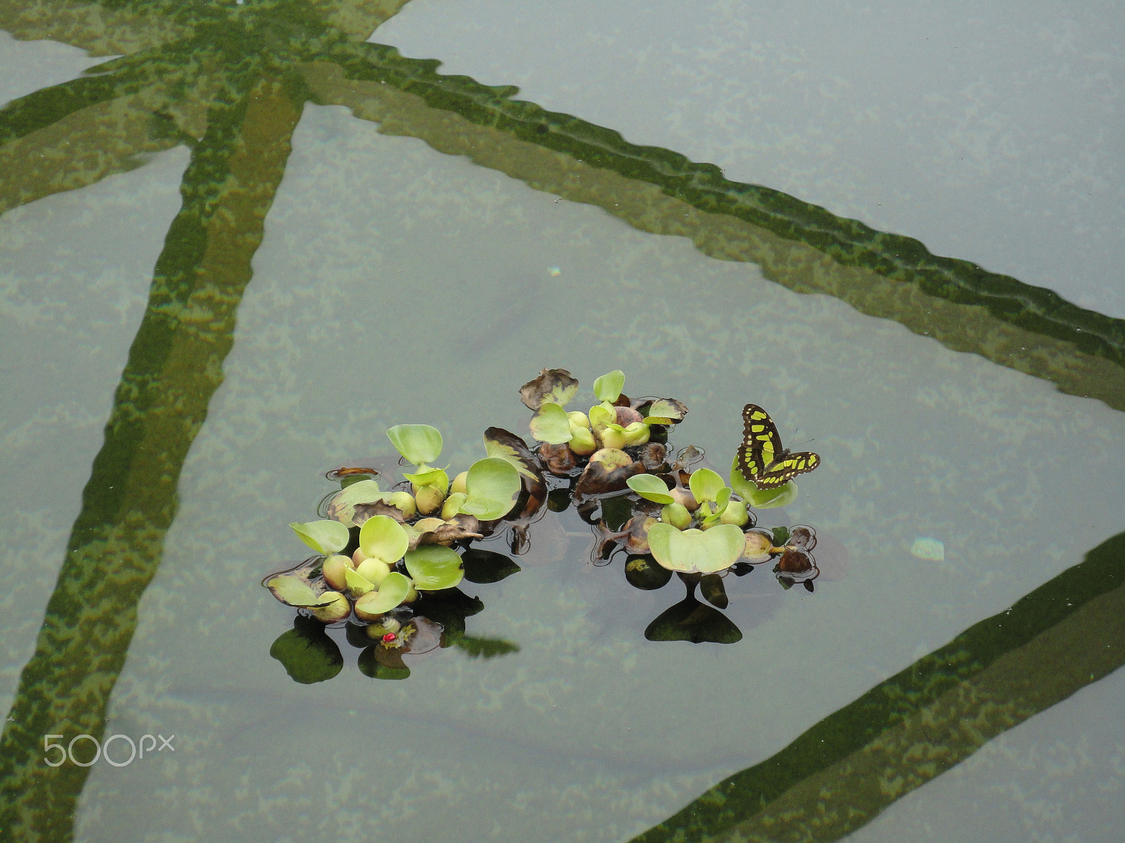 Sony DSC-W380 sample photo. Butterfly on waterplants photography