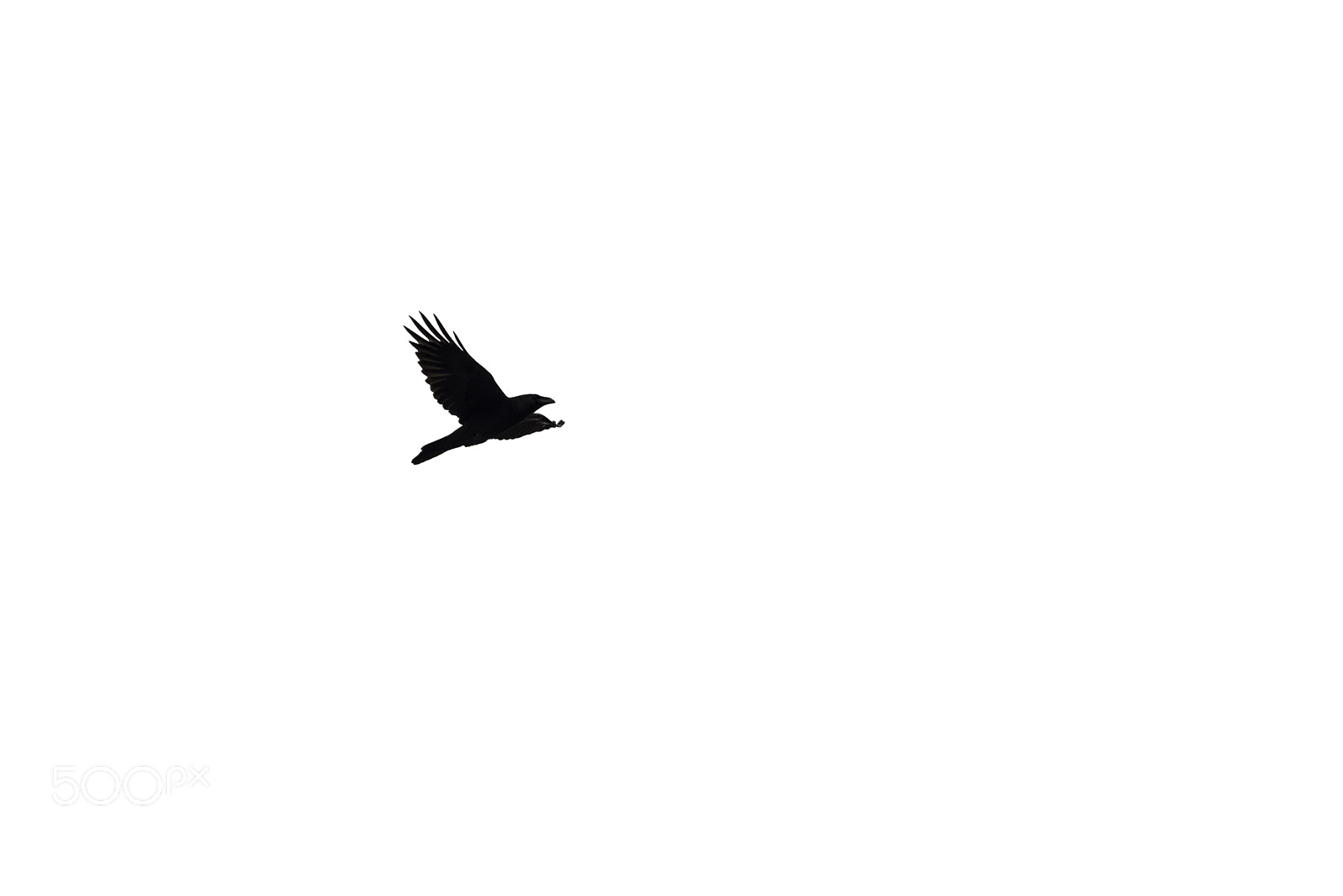 Nikon D800 sample photo. Raven photography