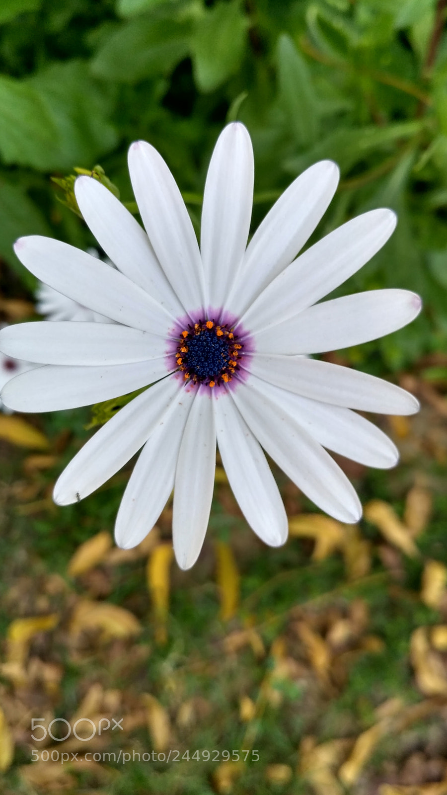 Xiaomi Redmi 3S sample photo. Hdr photography