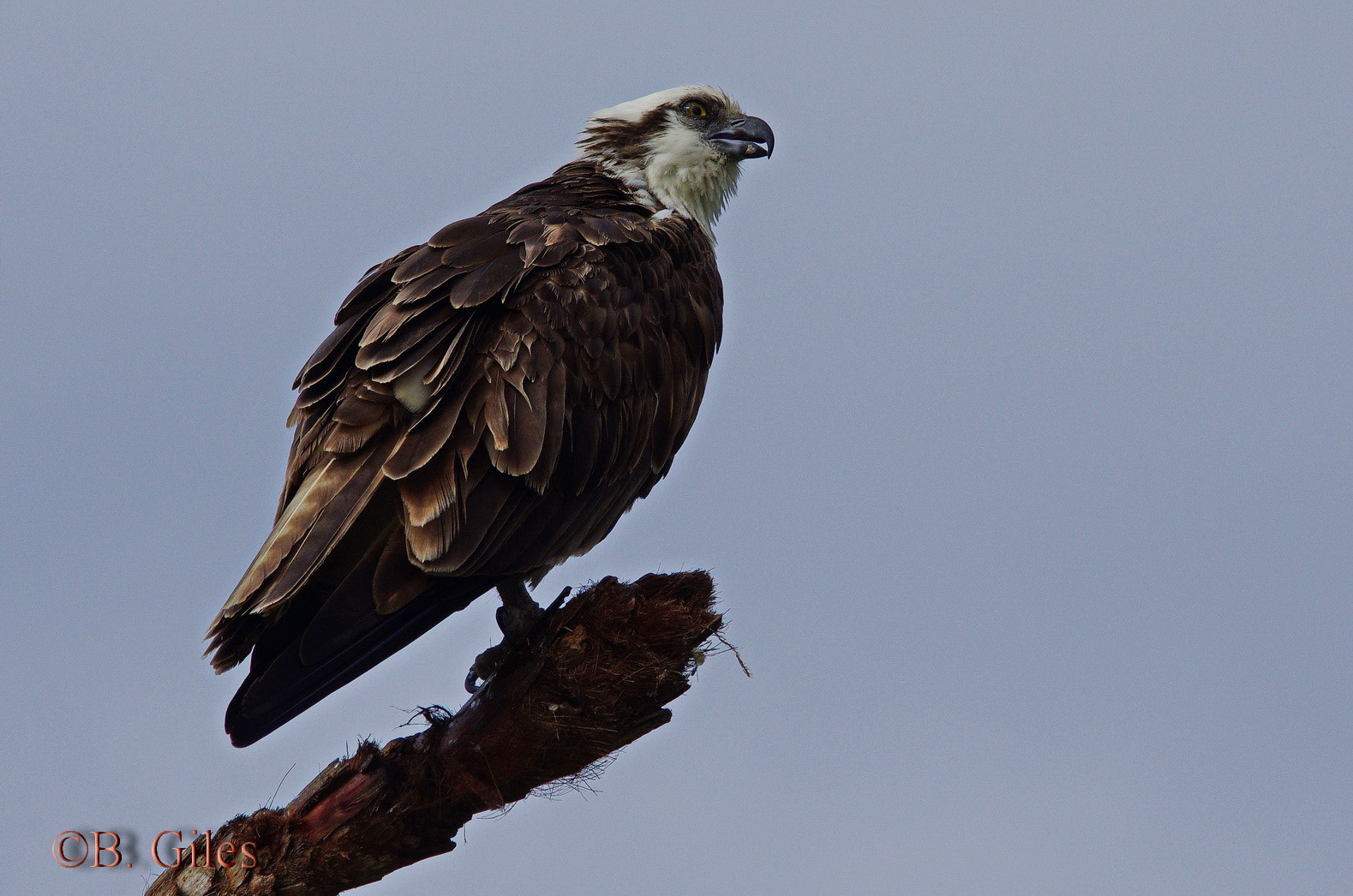 Pentax K-5 IIs sample photo. Waiting osprey photography