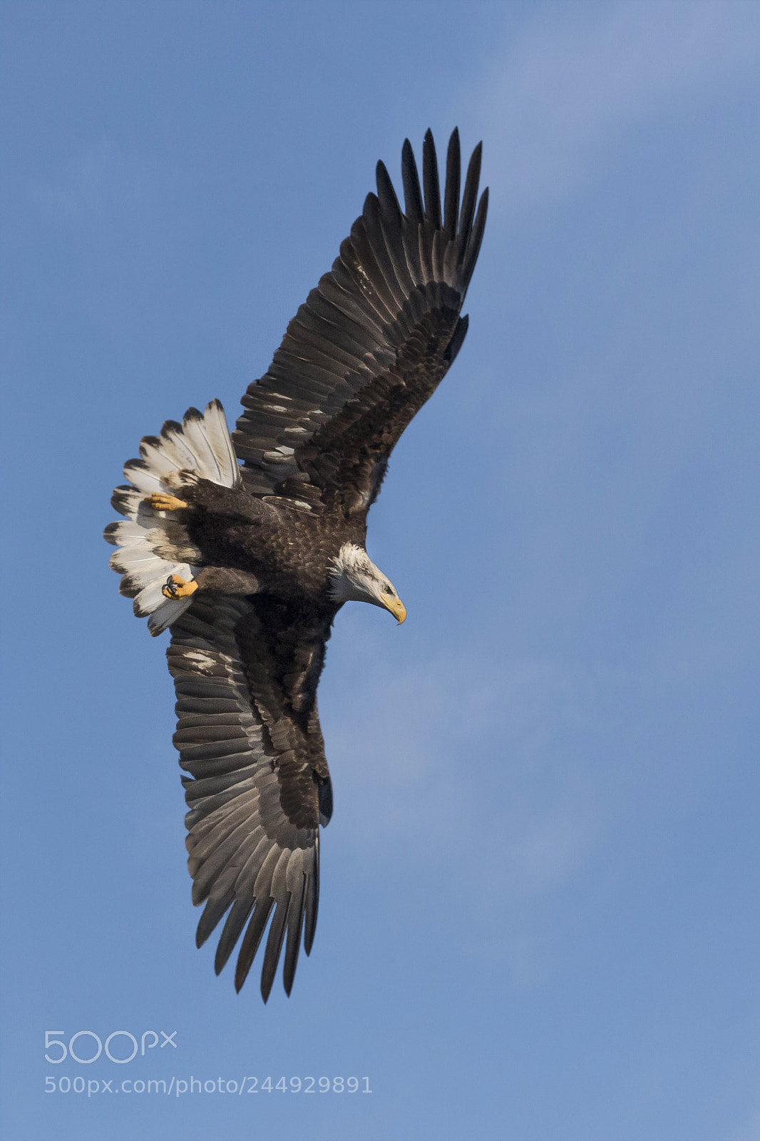 Canon EOS 7D Mark II sample photo. Spread eagle over the photography