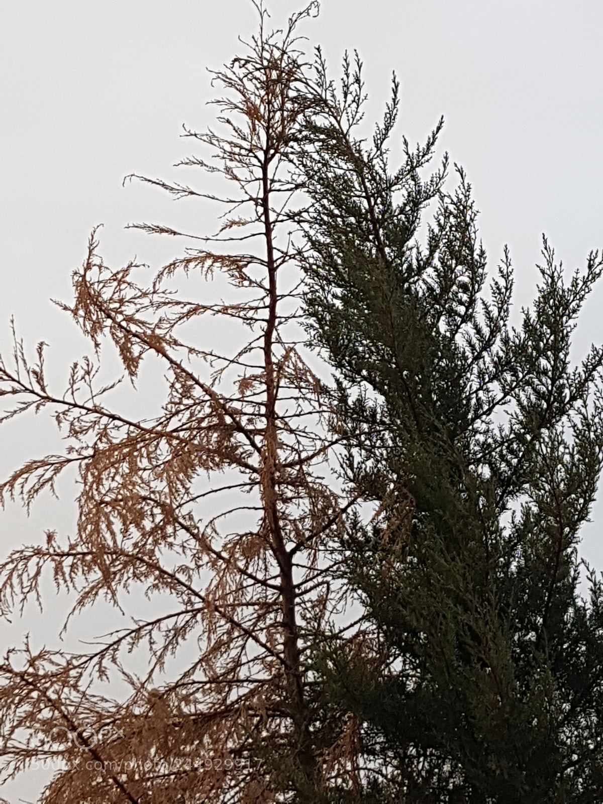 Samsung Galaxy S8+ sample photo. Untitled photography