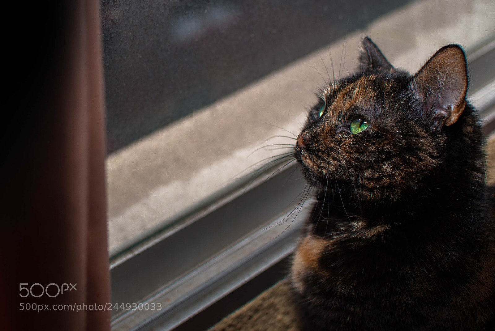 Nikon D200 sample photo. Cat 1 photography