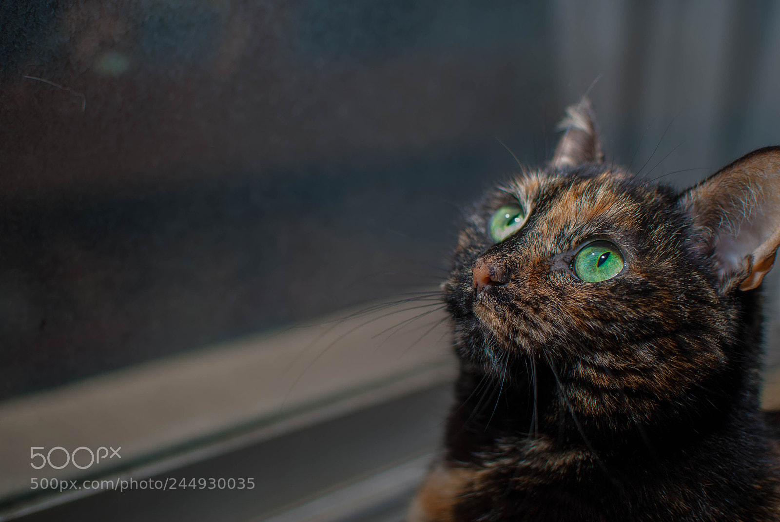 Nikon D200 sample photo. Cat 2 photography
