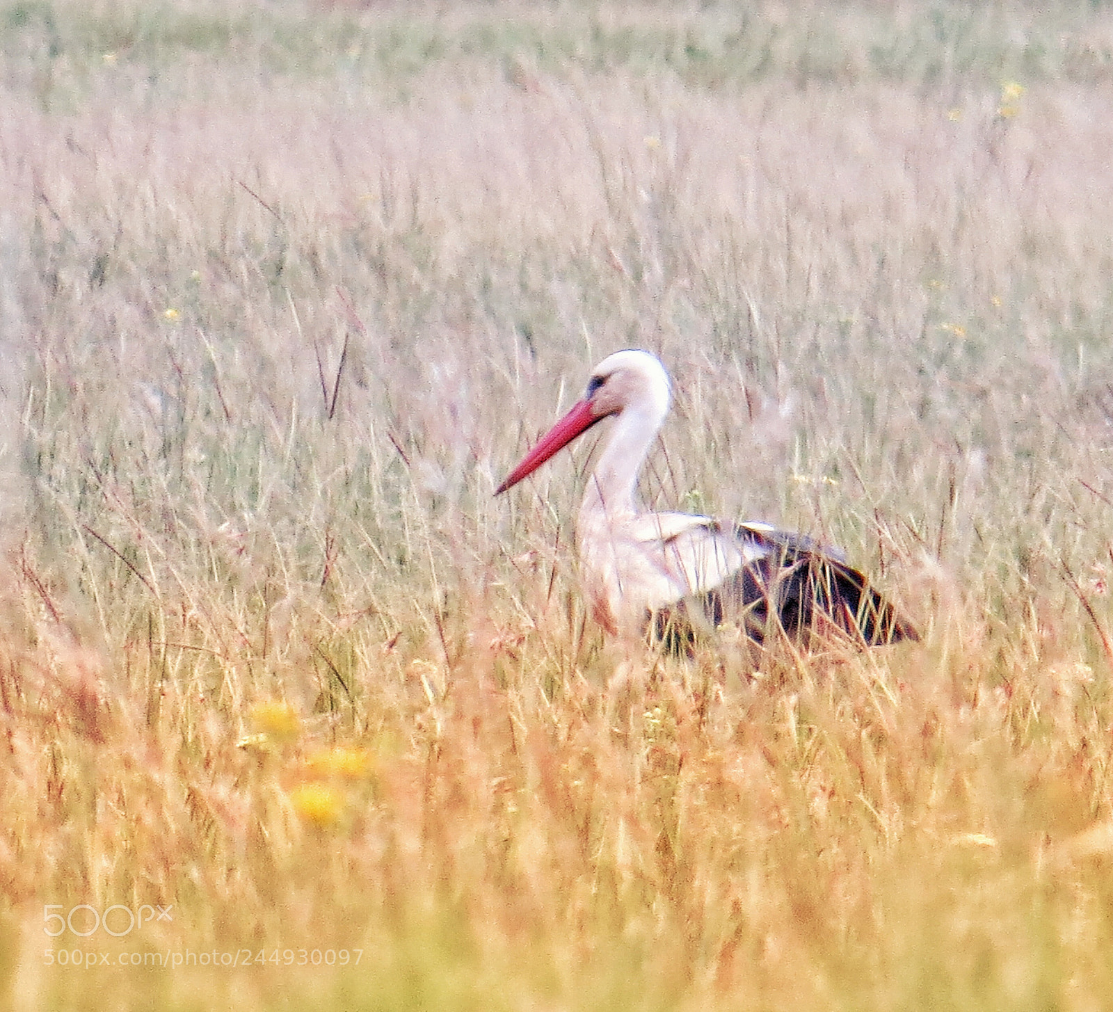 Canon PowerShot SX50 HS sample photo. Storking the grass photography