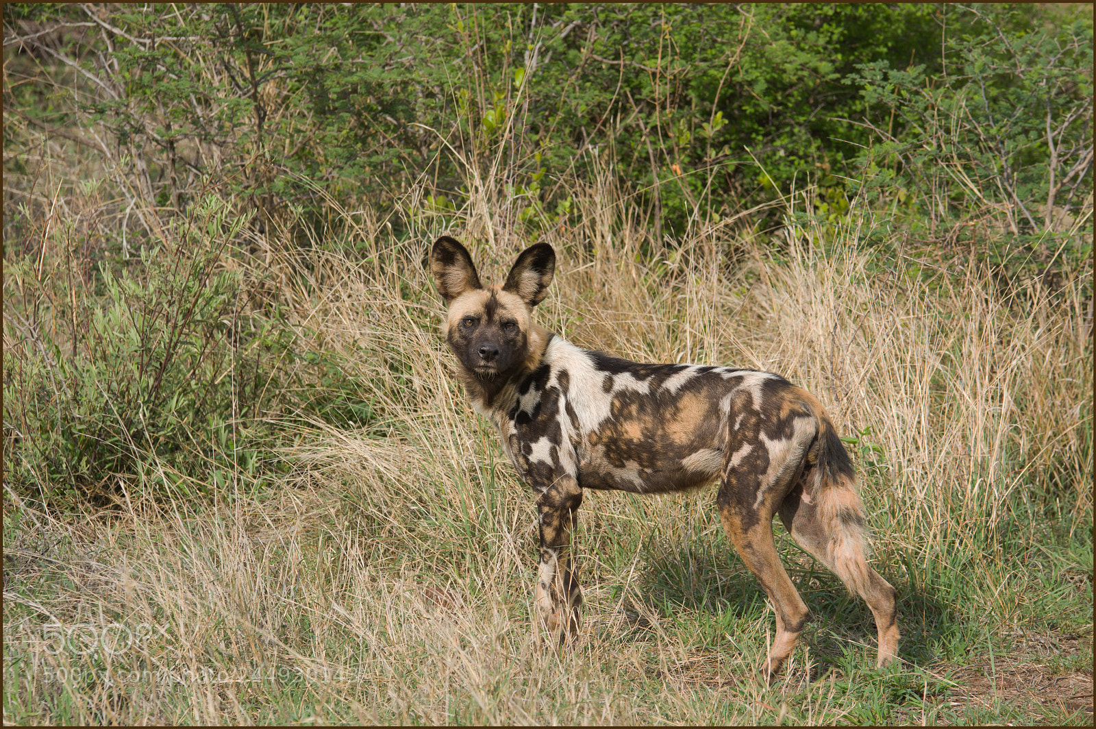 Pentax K-3 II sample photo. Wilde hond photography