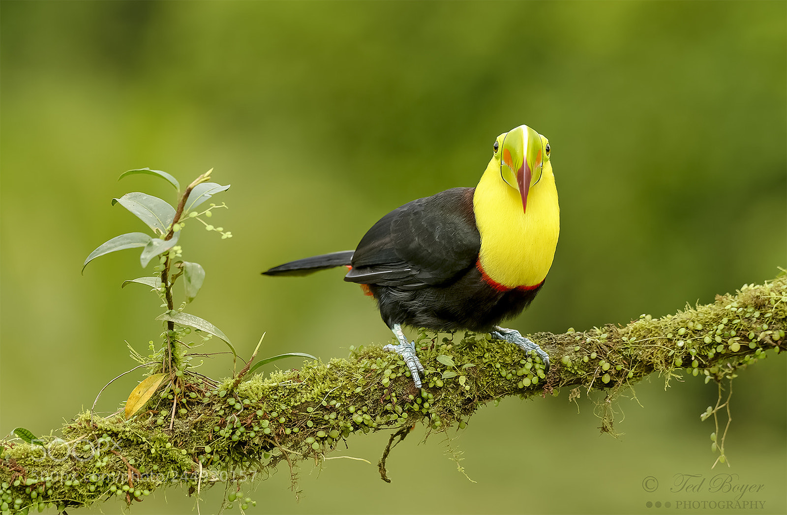 Nikon D4 sample photo. Short billed toucan? photography