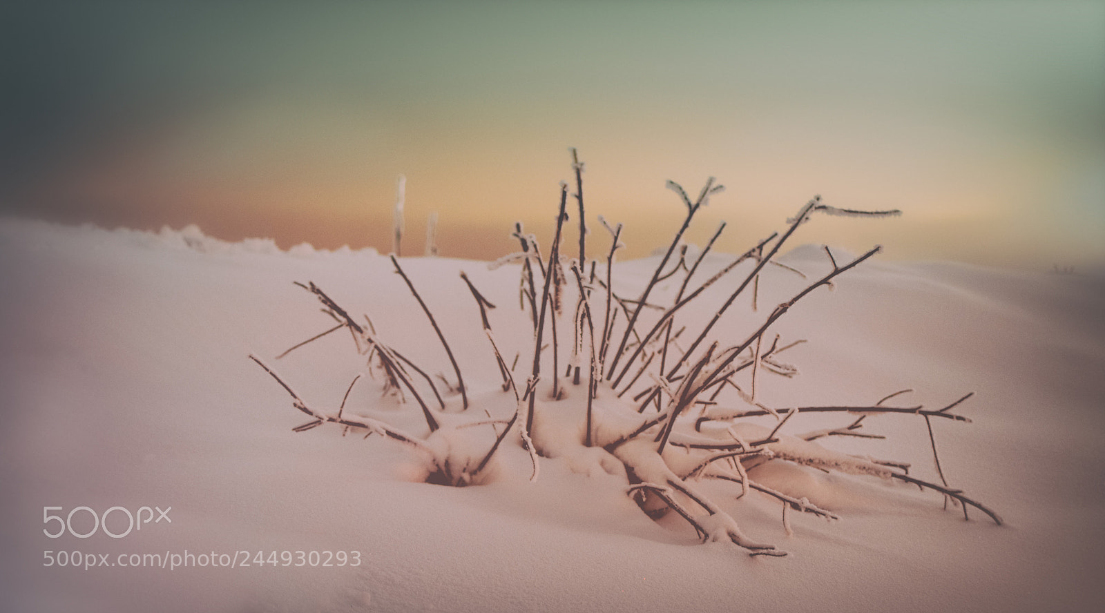 Nikon D5500 sample photo. Winter photography