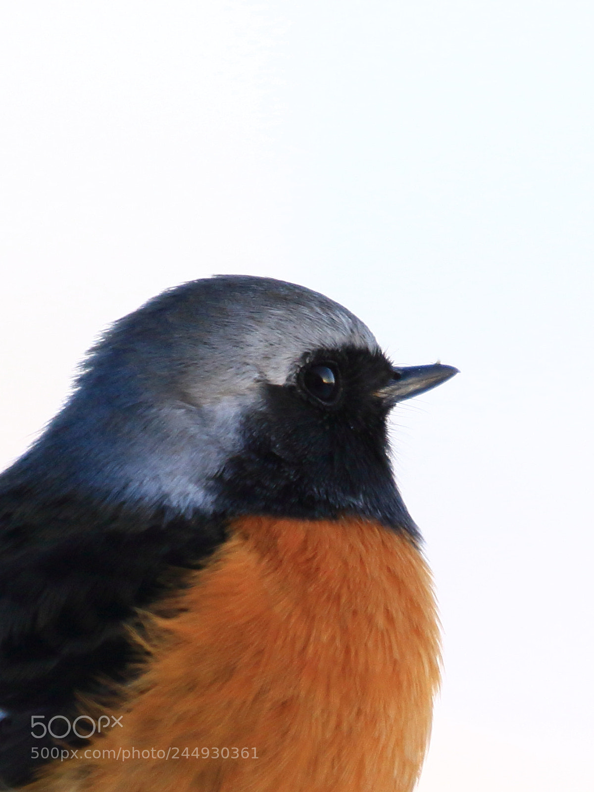 Canon EOS 7D Mark II sample photo. Daurian redstart ジョウビタキ♂ photography