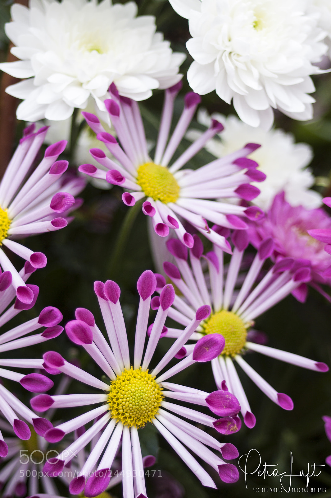 Canon EOS 50D sample photo. Purple & white flower photography