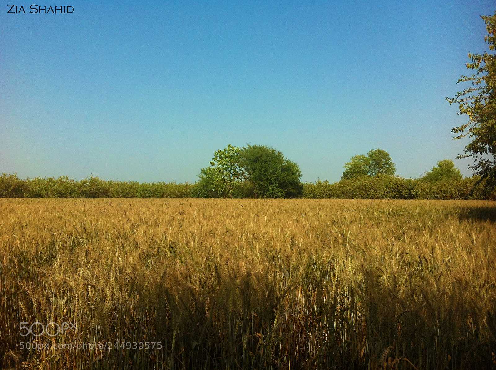 Apple iPhone 4 sample photo. Wheat photography