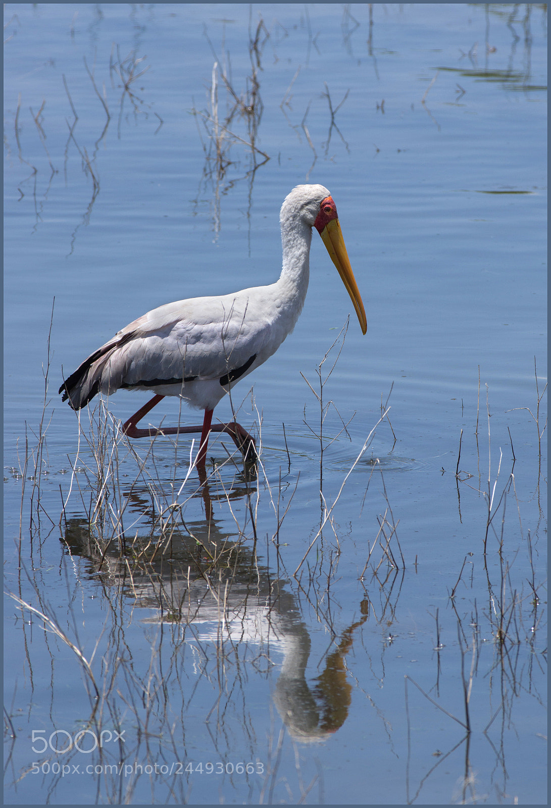 Pentax K-3 II sample photo. Afrikaanse nimmerzat photography